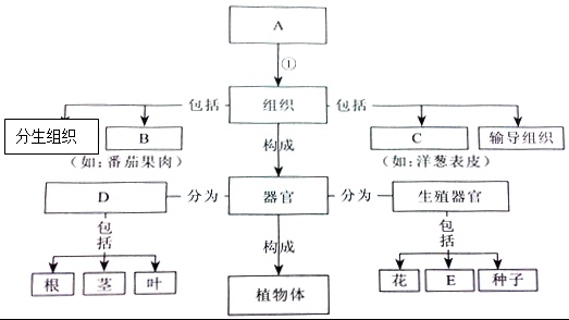 作业帮