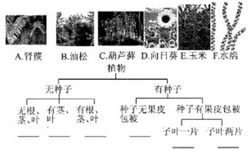 作业帮