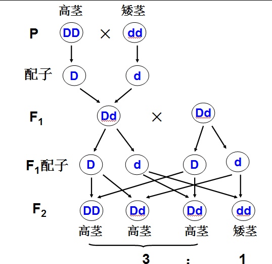 作业帮