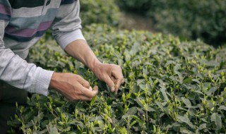 红土可以种什么植物  红土种什么植物好