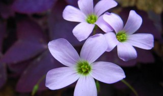 紫叶酢浆草花语  紫叶酢浆草花语是什么