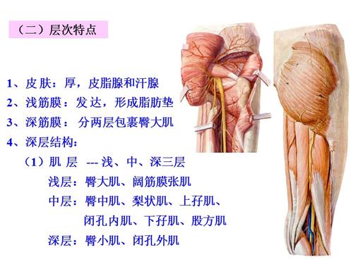 髂窝在哪个部位  髂窝能在体表摸到吗