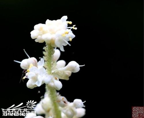 关于形容杜若花的古诗词详解杜若花合集(精选)  形容杜若的诗词有哪些