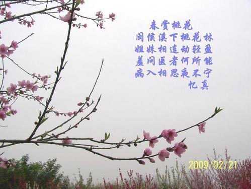 古诗词有如桃花源诗句 有如字的古诗词