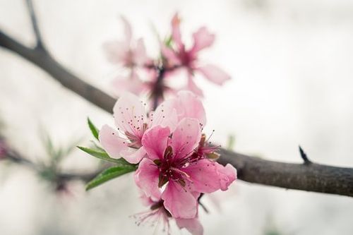 三月桃花爱情唯美句子 桃花与爱情唯美句子