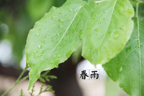 春天的春雨节气的古诗词 关于春天春雨的诗句读书笔记