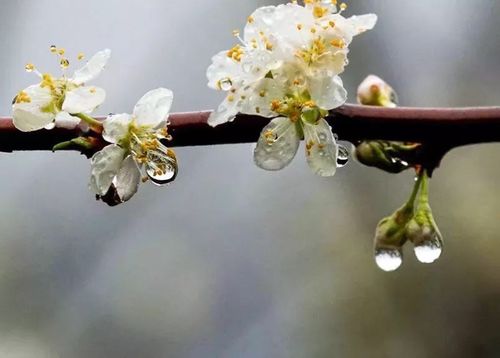 形容梨花带雨的诗句6 形容梨花带雨的诗句