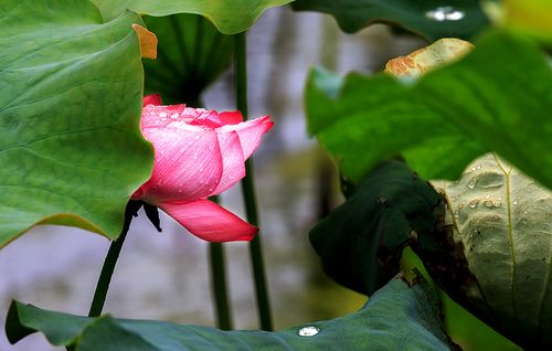 清水出芙蓉，天然去雕饰。