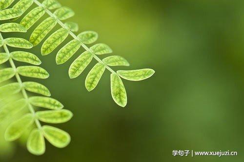 植物优美句子十字句 描写植物的优美句子十字