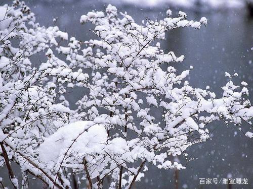 梨花形容雪的诗句古诗 春天的梨花怎么形容