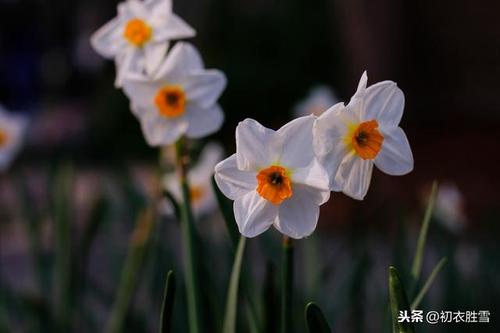 形容花在风中摇百的诗句 形容花在风中摇摆的诗